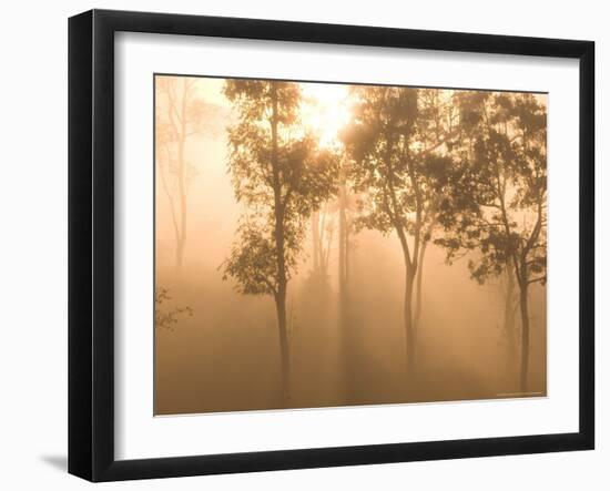 Mist in Tropical Rainforest, Thailand-Gavriel Jecan-Framed Photographic Print