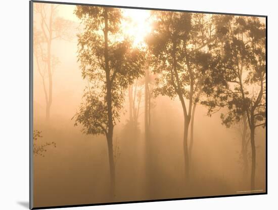 Mist in Tropical Rainforest, Thailand-Gavriel Jecan-Mounted Photographic Print