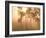 Mist in Tropical Rainforest, Thailand-Gavriel Jecan-Framed Photographic Print