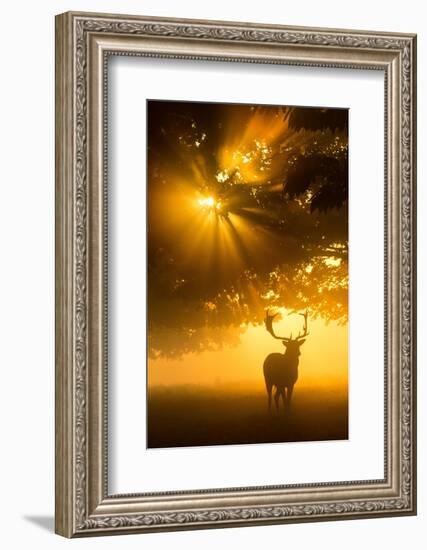 Mist on tree can't stop sunshine-Kutub Uddin-Framed Photographic Print