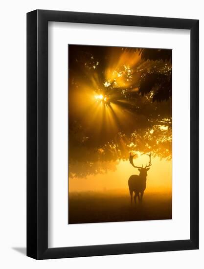 Mist on tree can't stop sunshine-Kutub Uddin-Framed Photographic Print