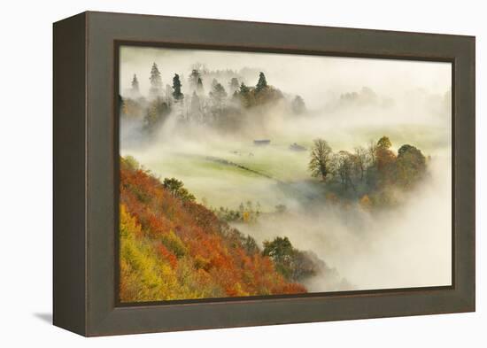 Mist over a Mixed Woodland in Autumn. Kinnoull Hill Woodland Park, Perthshire, Scotland, November-Fergus Gill-Framed Premier Image Canvas