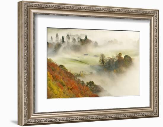 Mist over a Mixed Woodland in Autumn. Kinnoull Hill Woodland Park, Perthshire, Scotland, November-Fergus Gill-Framed Photographic Print