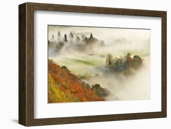 Mist over a Mixed Woodland in Autumn. Kinnoull Hill Woodland Park, Perthshire, Scotland, November-Fergus Gill-Framed Photographic Print