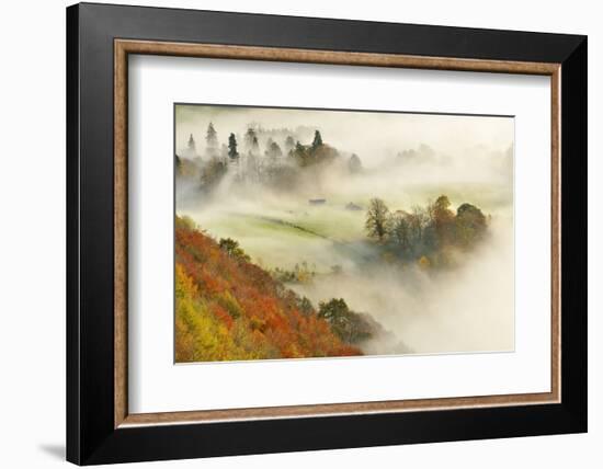 Mist over a Mixed Woodland in Autumn. Kinnoull Hill Woodland Park, Perthshire, Scotland, November-Fergus Gill-Framed Photographic Print