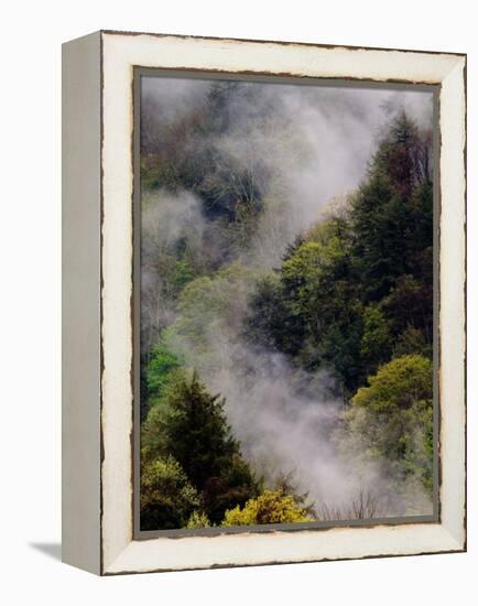 Mist Rising After Spring Rain in the Great Smoky Mountains National Park, Tennessee, USA-Adam Jones-Framed Premier Image Canvas