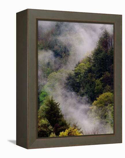 Mist Rising After Spring Rain in the Great Smoky Mountains National Park, Tennessee, USA-Adam Jones-Framed Premier Image Canvas