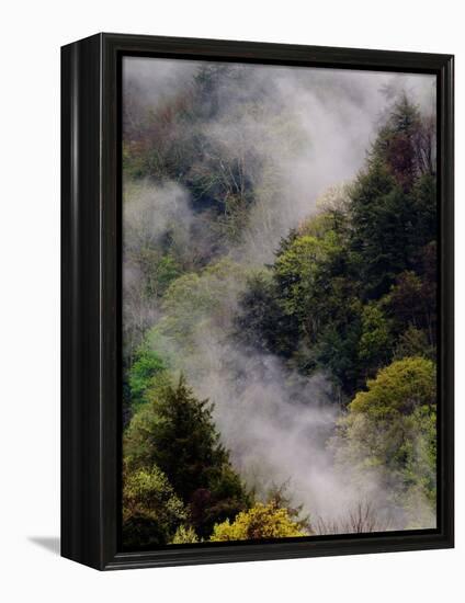 Mist Rising After Spring Rain in the Great Smoky Mountains National Park, Tennessee, USA-Adam Jones-Framed Premier Image Canvas