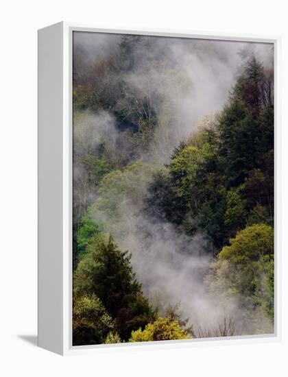 Mist Rising After Spring Rain in the Great Smoky Mountains National Park, Tennessee, USA-Adam Jones-Framed Premier Image Canvas