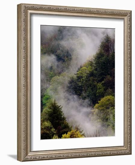 Mist Rising After Spring Rain in the Great Smoky Mountains National Park, Tennessee, USA-Adam Jones-Framed Photographic Print