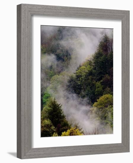 Mist Rising After Spring Rain in the Great Smoky Mountains National Park, Tennessee, USA-Adam Jones-Framed Photographic Print