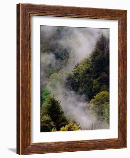 Mist Rising After Spring Rain in the Great Smoky Mountains National Park, Tennessee, USA-Adam Jones-Framed Photographic Print