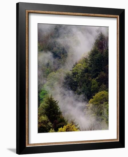 Mist Rising After Spring Rain in the Great Smoky Mountains National Park, Tennessee, USA-Adam Jones-Framed Photographic Print