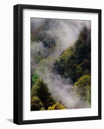 Mist Rising After Spring Rain in the Great Smoky Mountains National Park, Tennessee, USA-Adam Jones-Framed Photographic Print