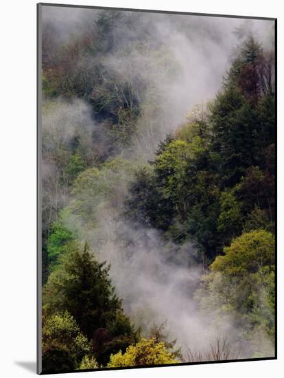 Mist Rising After Spring Rain in the Great Smoky Mountains National Park, Tennessee, USA-Adam Jones-Mounted Photographic Print