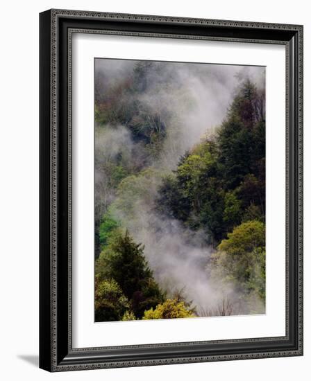 Mist Rising After Spring Rain in the Great Smoky Mountains National Park, Tennessee, USA-Adam Jones-Framed Photographic Print