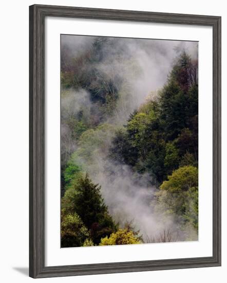 Mist Rising After Spring Rain in the Great Smoky Mountains National Park, Tennessee, USA-Adam Jones-Framed Photographic Print