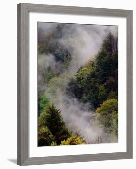 Mist Rising After Spring Rain in the Great Smoky Mountains National Park, Tennessee, USA-Adam Jones-Framed Photographic Print