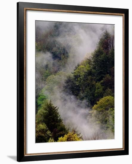 Mist Rising After Spring Rain in the Great Smoky Mountains National Park, Tennessee, USA-Adam Jones-Framed Photographic Print