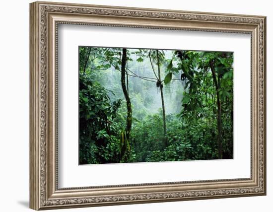 Mist Rising in Rainforest-null-Framed Photographic Print