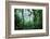 Mist Rising in Rainforest-null-Framed Photographic Print