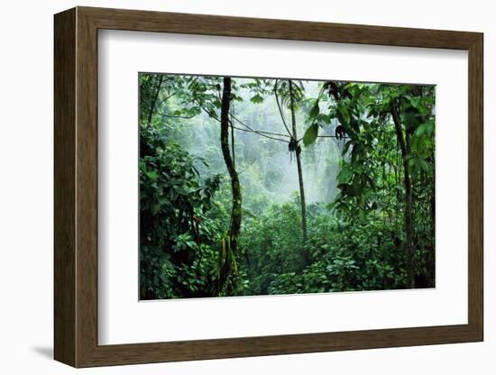 Mist Rising in Rainforest-null-Framed Photographic Print