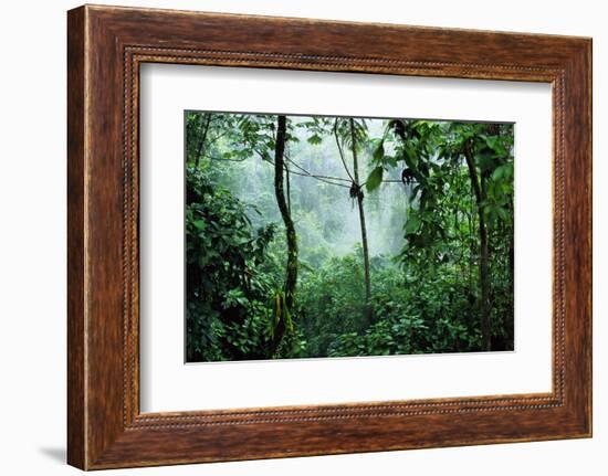 Mist Rising in Rainforest-null-Framed Photographic Print