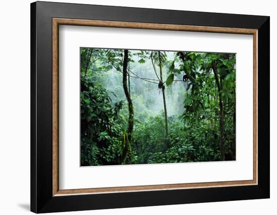 Mist Rising in Rainforest-null-Framed Photographic Print