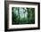 Mist Rising in Rainforest-null-Framed Photographic Print