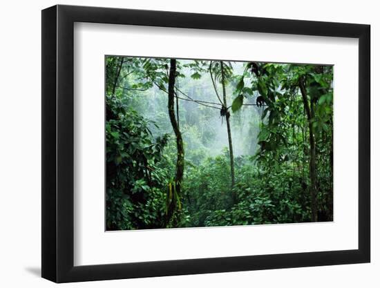 Mist Rising in Rainforest-null-Framed Photographic Print