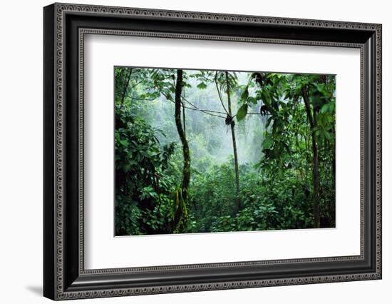 Mist Rising in Rainforest-null-Framed Photographic Print