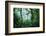 Mist Rising in Rainforest-null-Framed Photographic Print