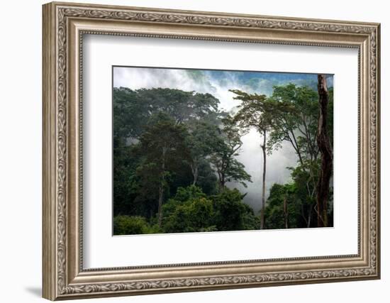 Mist through the trees in equatorial rainforest, Gabon-Sergio Hanquet-Framed Photographic Print