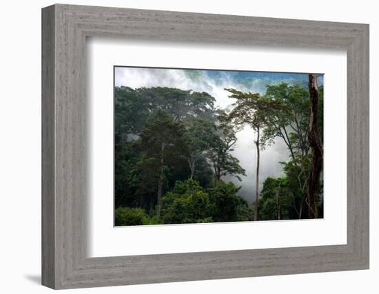 Mist through the trees in equatorial rainforest, Gabon-Sergio Hanquet-Framed Photographic Print