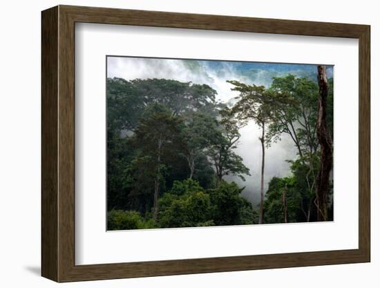 Mist through the trees in equatorial rainforest, Gabon-Sergio Hanquet-Framed Photographic Print
