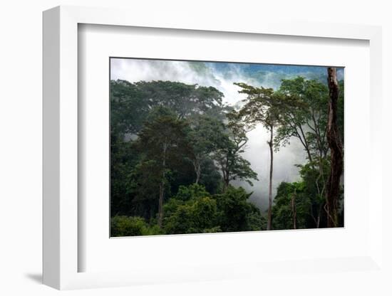 Mist through the trees in equatorial rainforest, Gabon-Sergio Hanquet-Framed Photographic Print