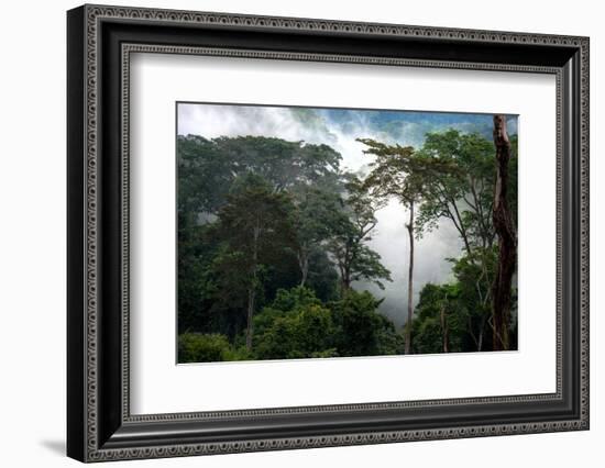 Mist through the trees in equatorial rainforest, Gabon-Sergio Hanquet-Framed Photographic Print