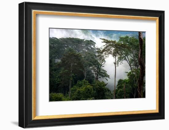 Mist through the trees in equatorial rainforest, Gabon-Sergio Hanquet-Framed Photographic Print