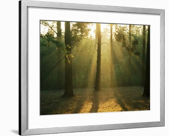 Mist Through the Trees-null-Framed Photographic Print