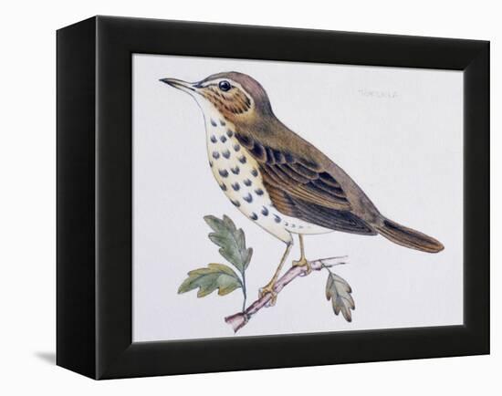 Mistle Thrush (Turdus Viscivorus), Turdidae-null-Framed Premier Image Canvas