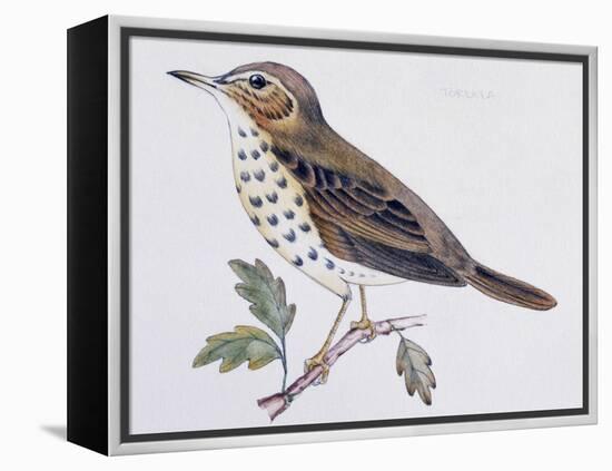 Mistle Thrush (Turdus Viscivorus), Turdidae-null-Framed Premier Image Canvas