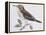 Mistle Thrush (Turdus Viscivorus), Turdidae-null-Framed Premier Image Canvas