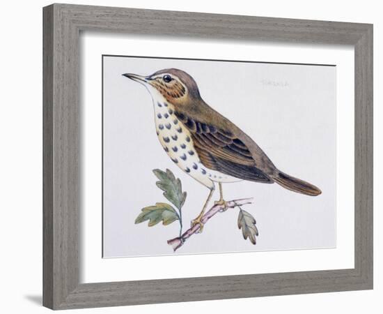 Mistle Thrush (Turdus Viscivorus), Turdidae-null-Framed Giclee Print