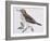 Mistle Thrush (Turdus Viscivorus), Turdidae-null-Framed Giclee Print