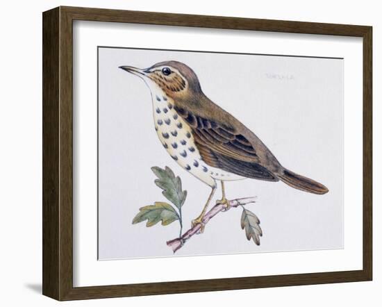 Mistle Thrush (Turdus Viscivorus), Turdidae-null-Framed Giclee Print