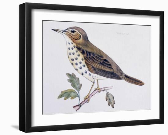 Mistle Thrush (Turdus Viscivorus), Turdidae-null-Framed Giclee Print