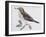 Mistle Thrush (Turdus Viscivorus), Turdidae-null-Framed Giclee Print