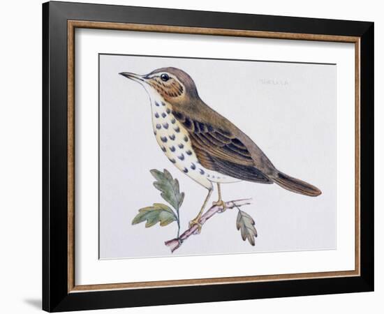 Mistle Thrush (Turdus Viscivorus), Turdidae-null-Framed Giclee Print