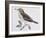 Mistle Thrush (Turdus Viscivorus), Turdidae-null-Framed Giclee Print