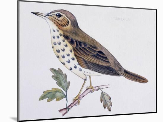 Mistle Thrush (Turdus Viscivorus), Turdidae-null-Mounted Giclee Print